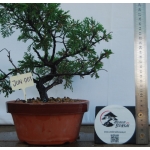 🌲 Juniperus chinensis ‘Itoigawa’ — Moyogi | JUN:001 - Image 4