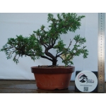 🌲 Juniperus chinensis ‘Itoigawa’ — Moyogi | JUN:001 - Image 5