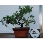 🌲 Juniperus chinensis ‘Itoigawa’ — Moyogi | JUN:001 - Image 6
