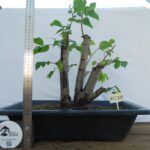 Zelkova Multitronco tamanho grande