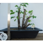 Zelkova Multitronco tamanho grande - Image 2