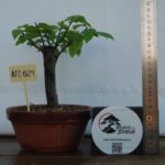 Zelkova Hokidashi tamanho pequeno