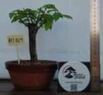 Zelkova Hokidashi tamanho pequeno - Image 2