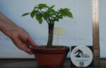 Zelkova Hokidashi tamanho pequeno - Image 3