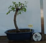 Zelkova  tamanho grande
