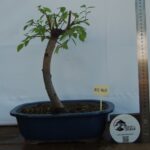 Zelkova  tamanho grande