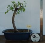 Zelkova  tamanho grande - Image 2