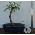 Zelkova serrata — Hokidachi - Image 2