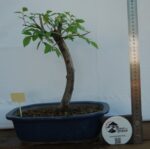 Zelkova  tamanho grande - Image 3