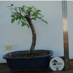 Zelkova serrata — Hokidachi - Image 3