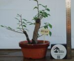 Zelkova Duplo Tronco tamanho médio
