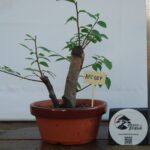 Zelkova Duplo Tronco tamanho médio