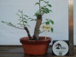Zelkova Duplo Tronco tamanho médio - Image 2