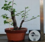 Zelkova Duplo Tronco tamanho médio - Image 3