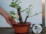 Zelkova Duplo Tronco tamanho médio - Image 4