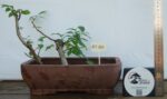 Zelkova Estilo Valsa - 3 Árvores
