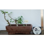 Zelkova serrata — Estilo Valsa | 3 Árvores - Image 2