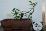 Zelkova Estilo Valsa - 3 Árvores - Image 3