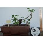 Zelkova serrata — Estilo Valsa | 3 Árvores - Image 3