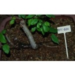 Zelkova serrata — Estilo Valsa | 3 Árvores - Image 4