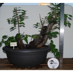 Zelkova serrata — Multitronco - Image 2
