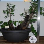 Zelkova Multitronco grande