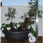 Zelkova serrata — Multitronco - Image 3
