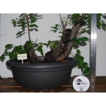 Zelkova serrata — Multitronco - Image 4