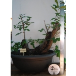 Zelkova serrata — Multitronco - Image 5