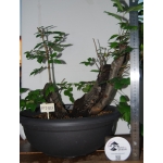 Zelkova serrata — Multitronco - Image 6