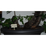 Zelkova serrata — Multitronco - Image 7