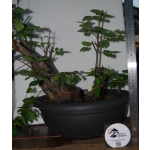Zelkova serrata — Multitronco - Image 8