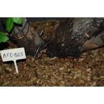 Zelkova serrata — Multitronco - Image 9