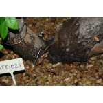 Zelkova serrata — Multitronco - Image 10