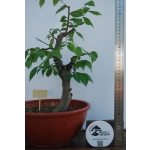 Zelkova serrata — Moyogui | 46 cm - Image 5