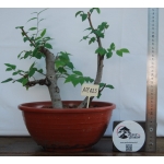 Zelkova serrata — Duplo Tronco - Image 2