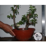 Zelkova serrata — Duplo Tronco - Image 3