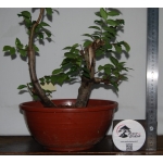 Zelkova serrata — Duplo Tronco - Image 4