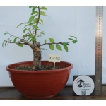 Zelkova serrata — Moyogui - Image 2