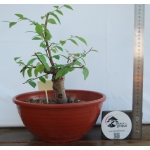 Zelkova serrata — Moyogui - Image 3