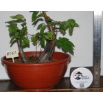 Zelkova serrata — Duplo Tronco | 36 cm - Image 2