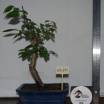 Zelkova Moyogui