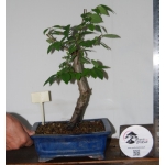 Zelkova serrata — Moyogui | 37 cm - Image 3