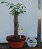 Zelkova Hokidachi tamanho grande