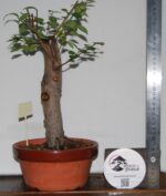 Zelkova Hokidachi tamanho grande - Image 2
