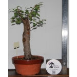 Zelkova serrata — Hokidachi | 39 cm - Image 3