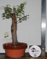 Zelkova Hokidachi tamanho grande - Image 3