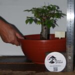 Zelkova Hokidachi  tamanho médio