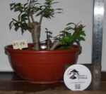 Zelkova Multitrono Pequena