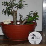Zelkova Multitrono Pequena
